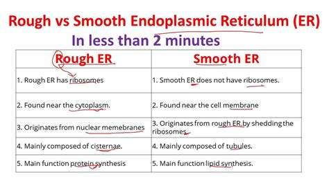 difference between rough and smooth er